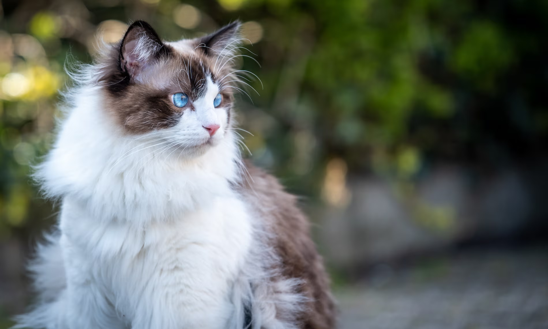 kucing