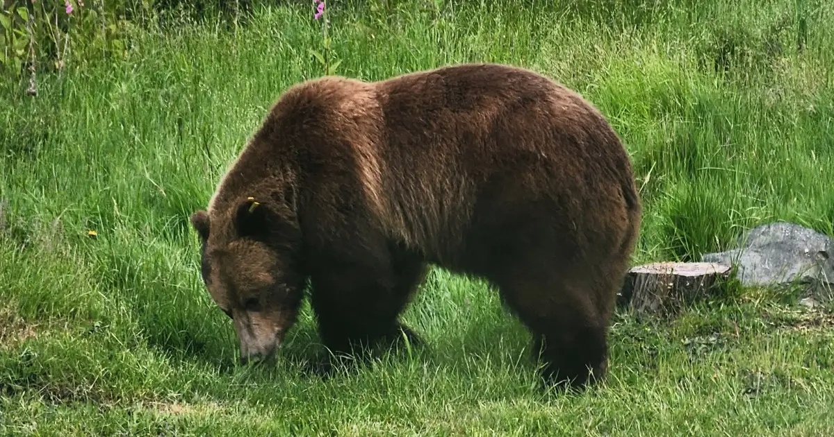 Grizzly