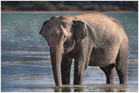 gajah