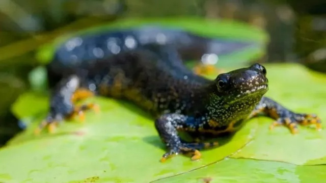 danau