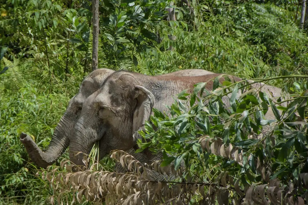 gajah