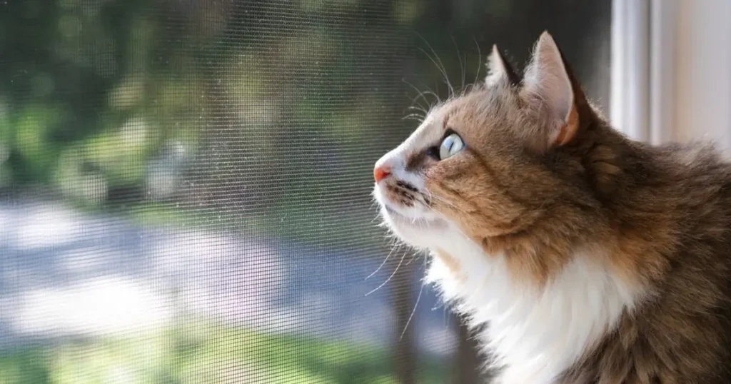 Kucing