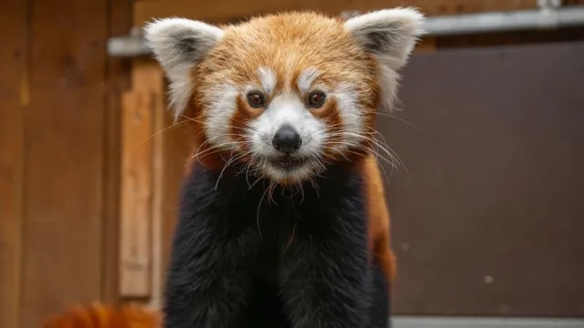 panda