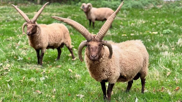 domba