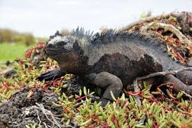 galapagos