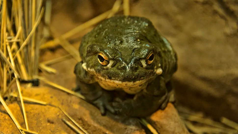 kodok