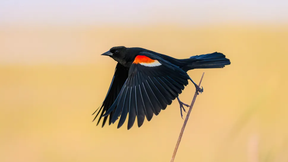 burung
