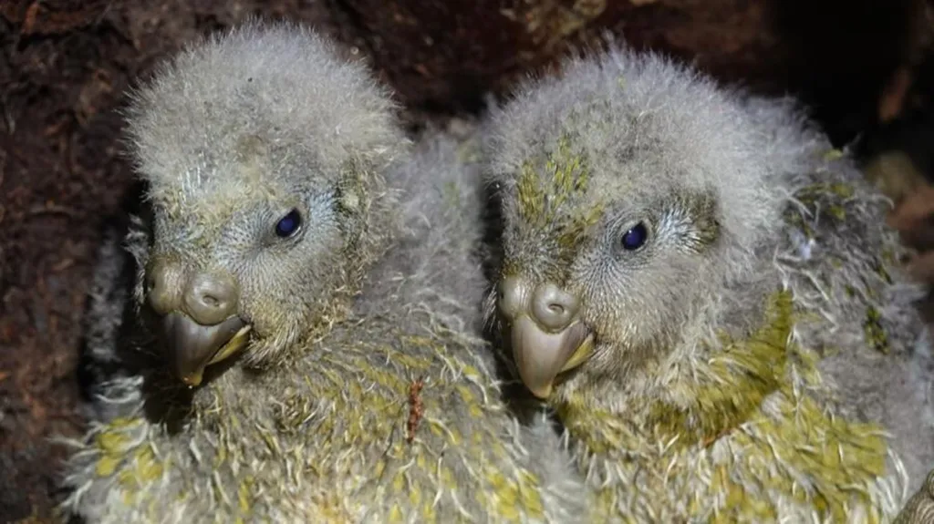 аnаk burung