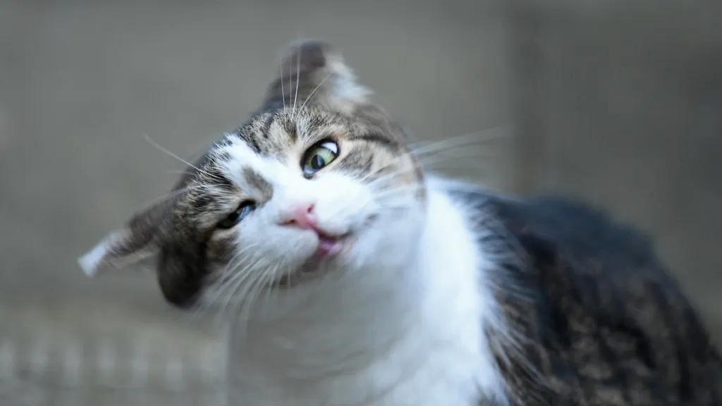 kucing